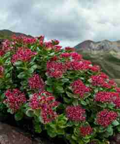 Rhodiola-Rosea