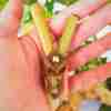 Kuripe Bamboo Totem EAGLE