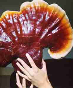 ganoderma Lucidu reishi Ling Zhi