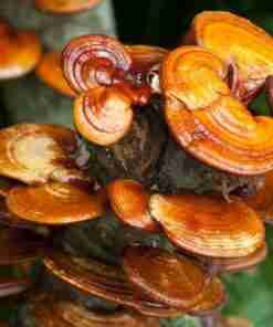 ganoderma Lucidu reishi Ling Zhi(10)