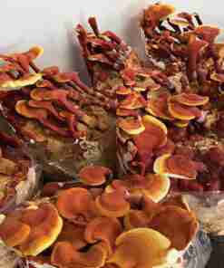 ganoderma Lucidu reishi Ling Zhi(8)