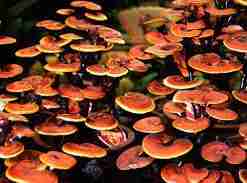 ganoderma magico