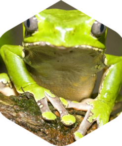 Kambo Scoop Stick Double Super Detoxifying Peru Amazonia